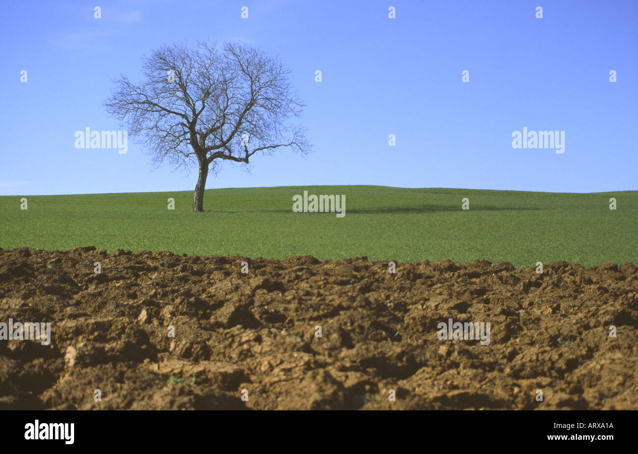 Tree standing alone hi-res stock photography and images - Alamy