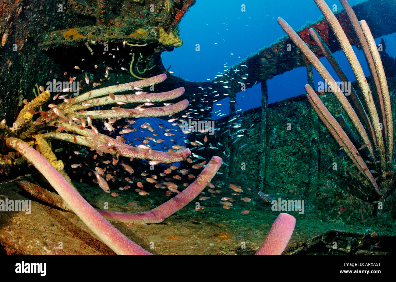 Sponge and Fishes at Wreck Hilma Hooker Caribbean Sea Bonaire Stock Photo