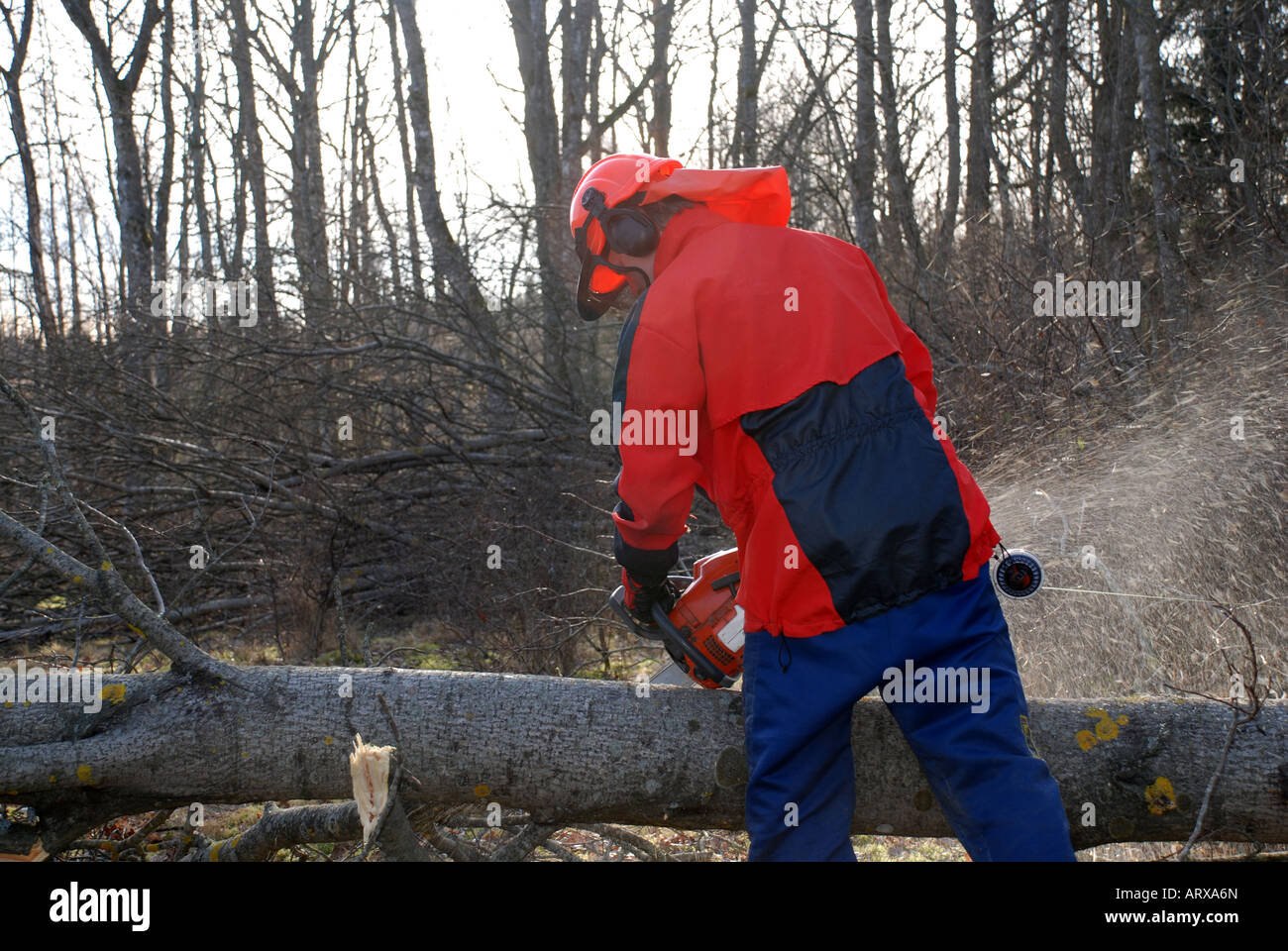 Forest worker with chain saw Stock Photo