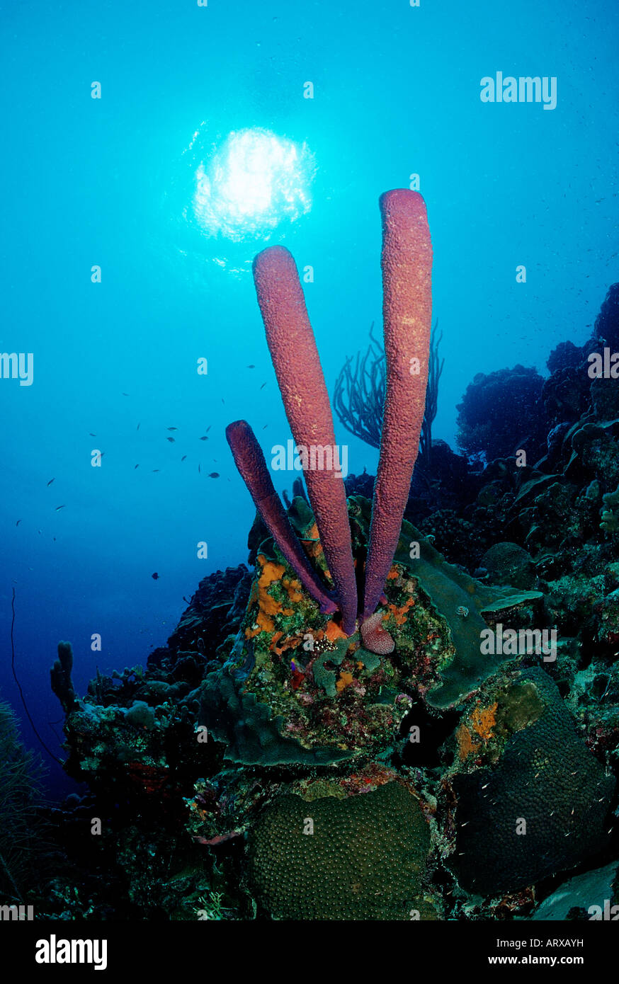 Coral Reef with Sponge Caribbean Sea Bonaire Stock Photo