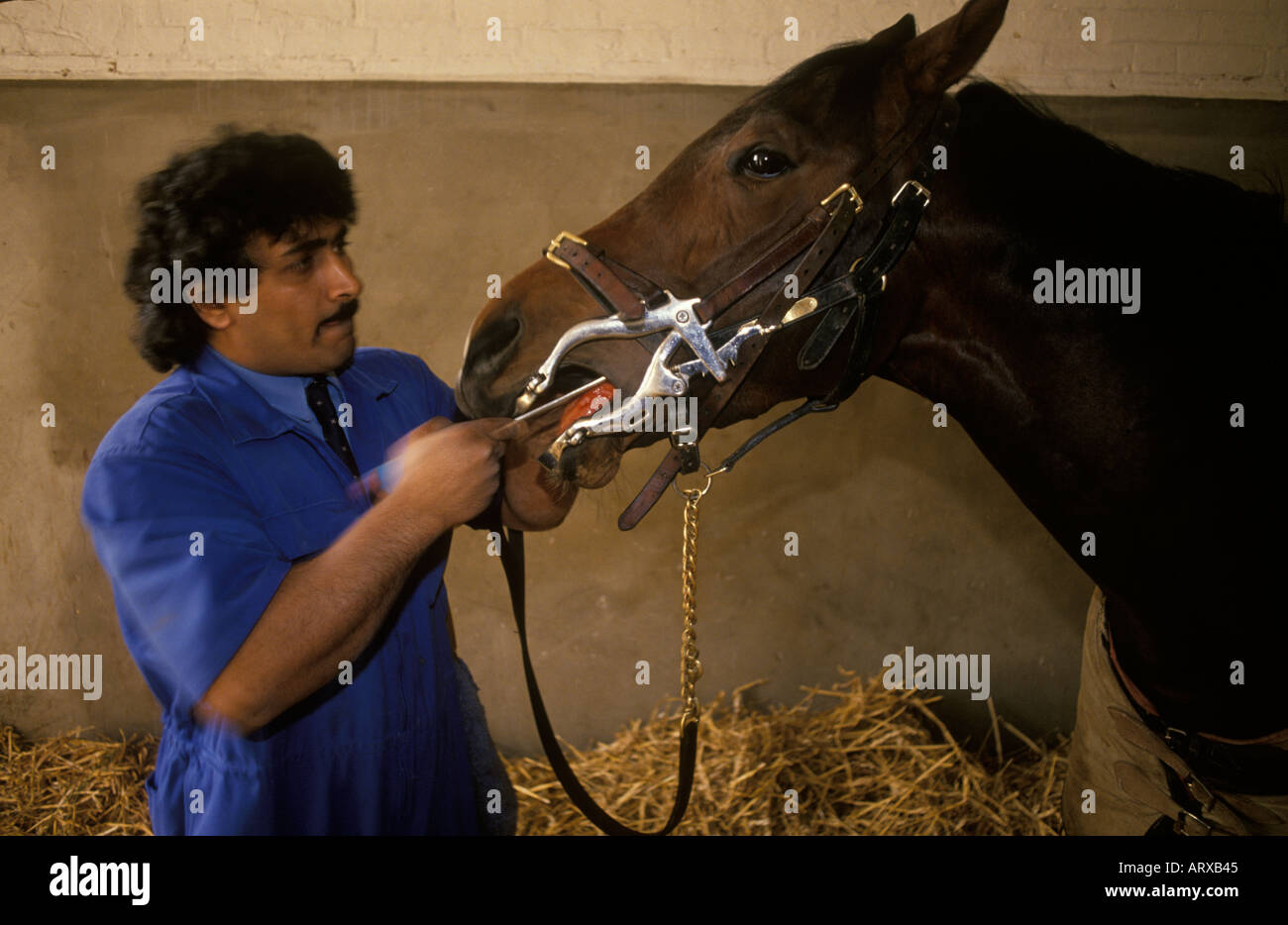Vet checking and cleaning the the teeth of a race horse at Newmarket Sir Michael Stoutes Yard Suffolk 1990s UK HOMER SYKES Stock Photo