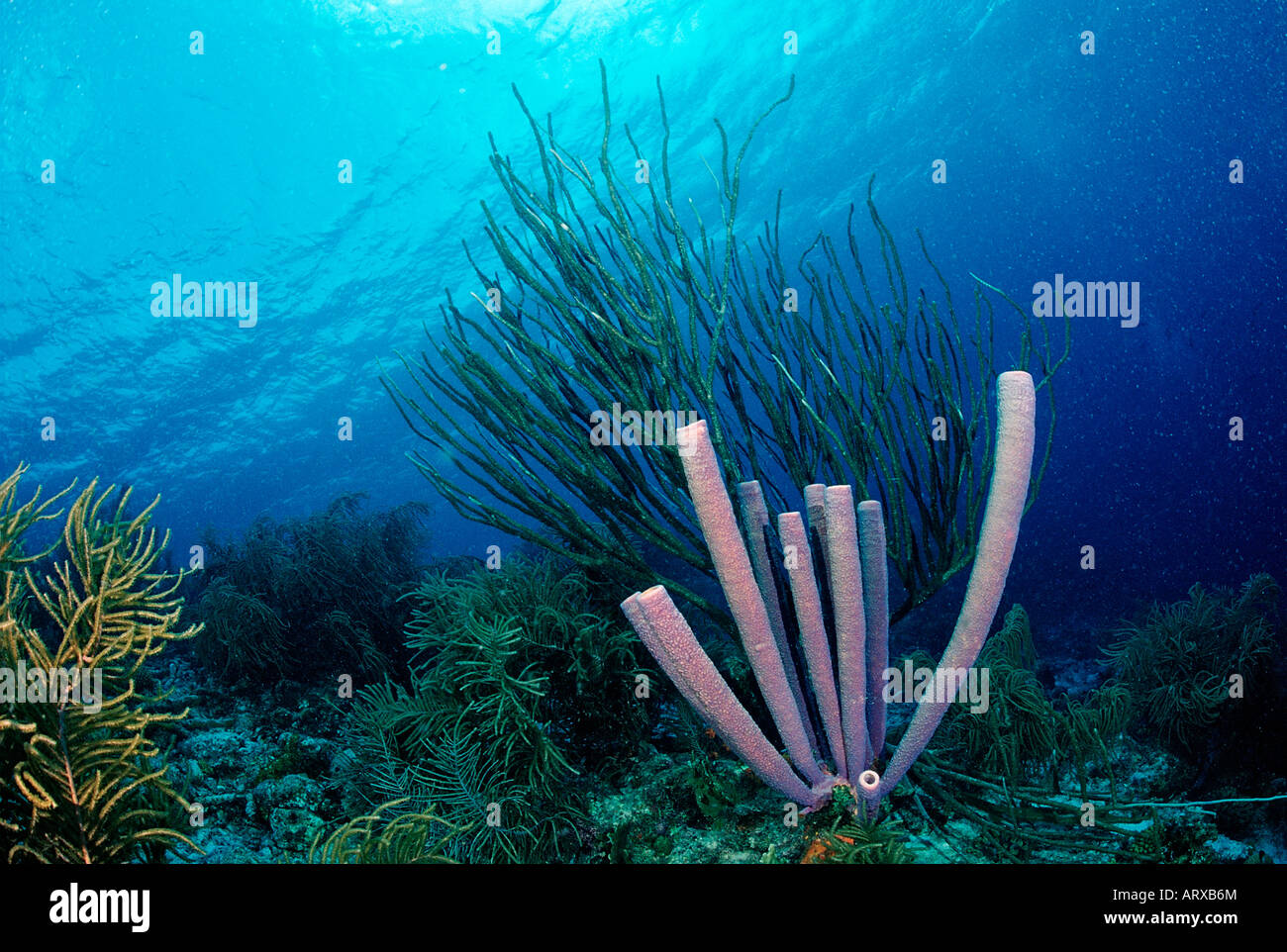 Caribbean Coral Reef Caribbean Sea Cuba Stock Photo