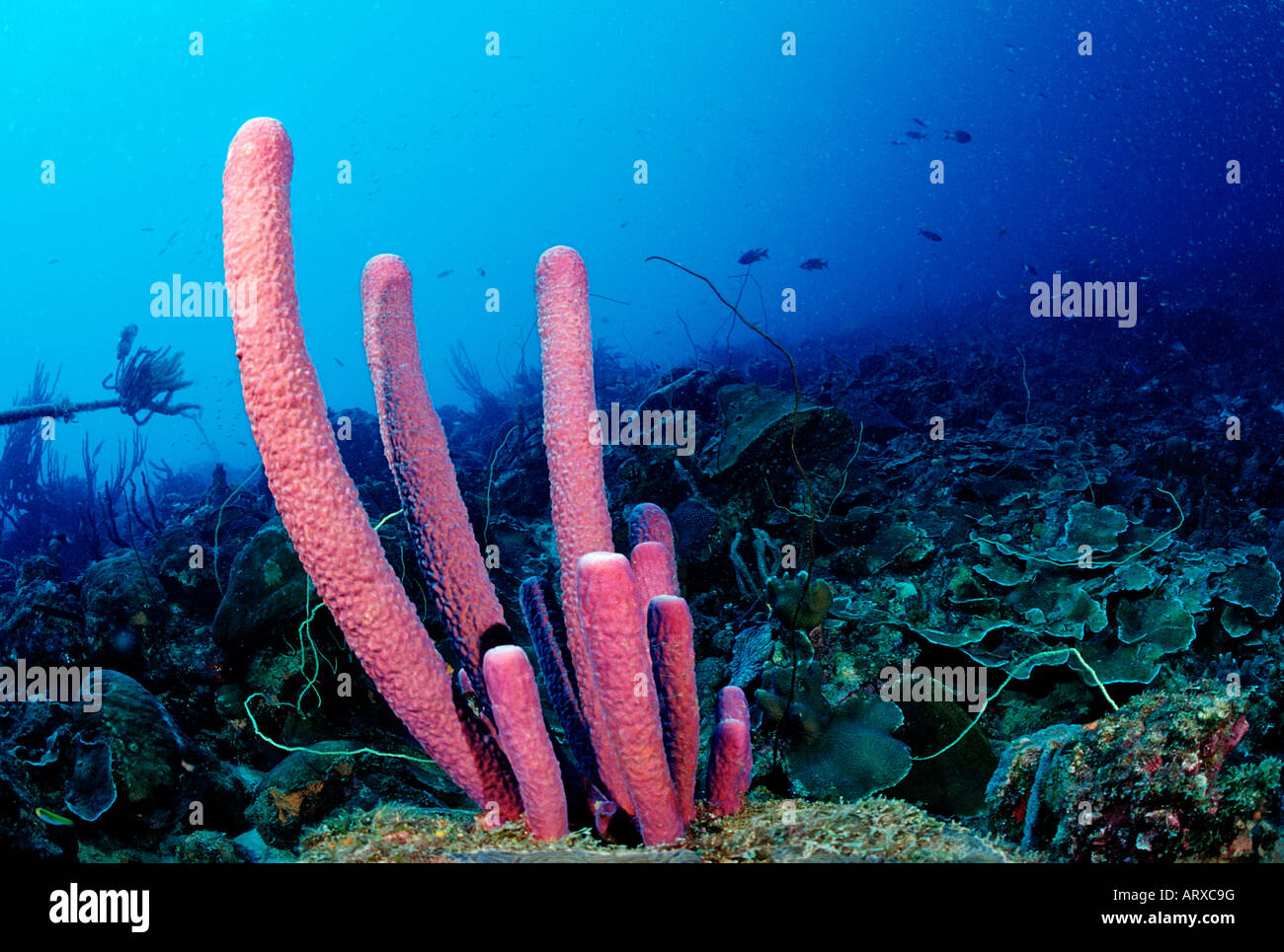 Coral Reef Caribbean Sea Cuba Stock Photo