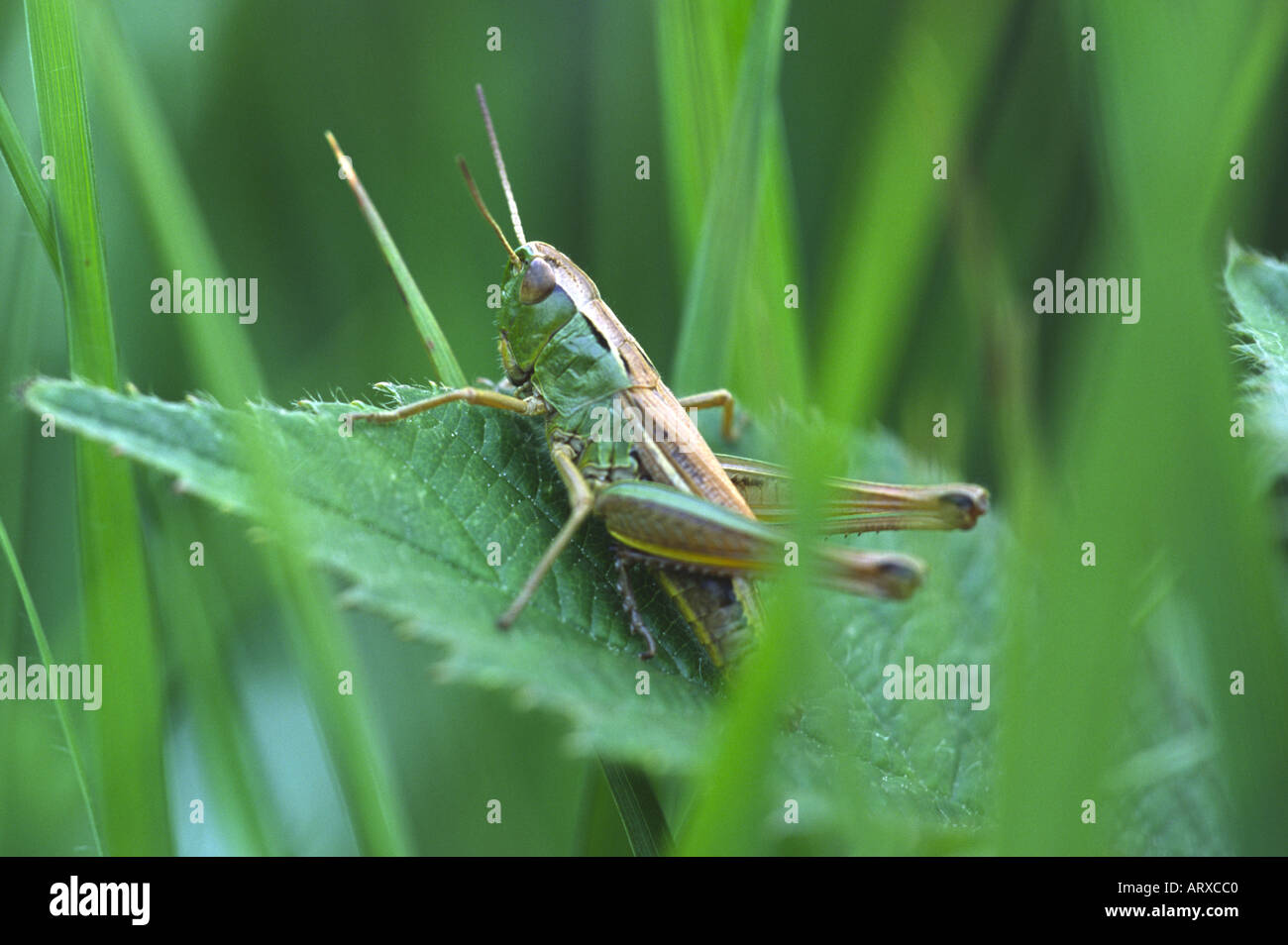 Meadow grasshopper chorthippus parallelus Insect Stock Photo - Alamy