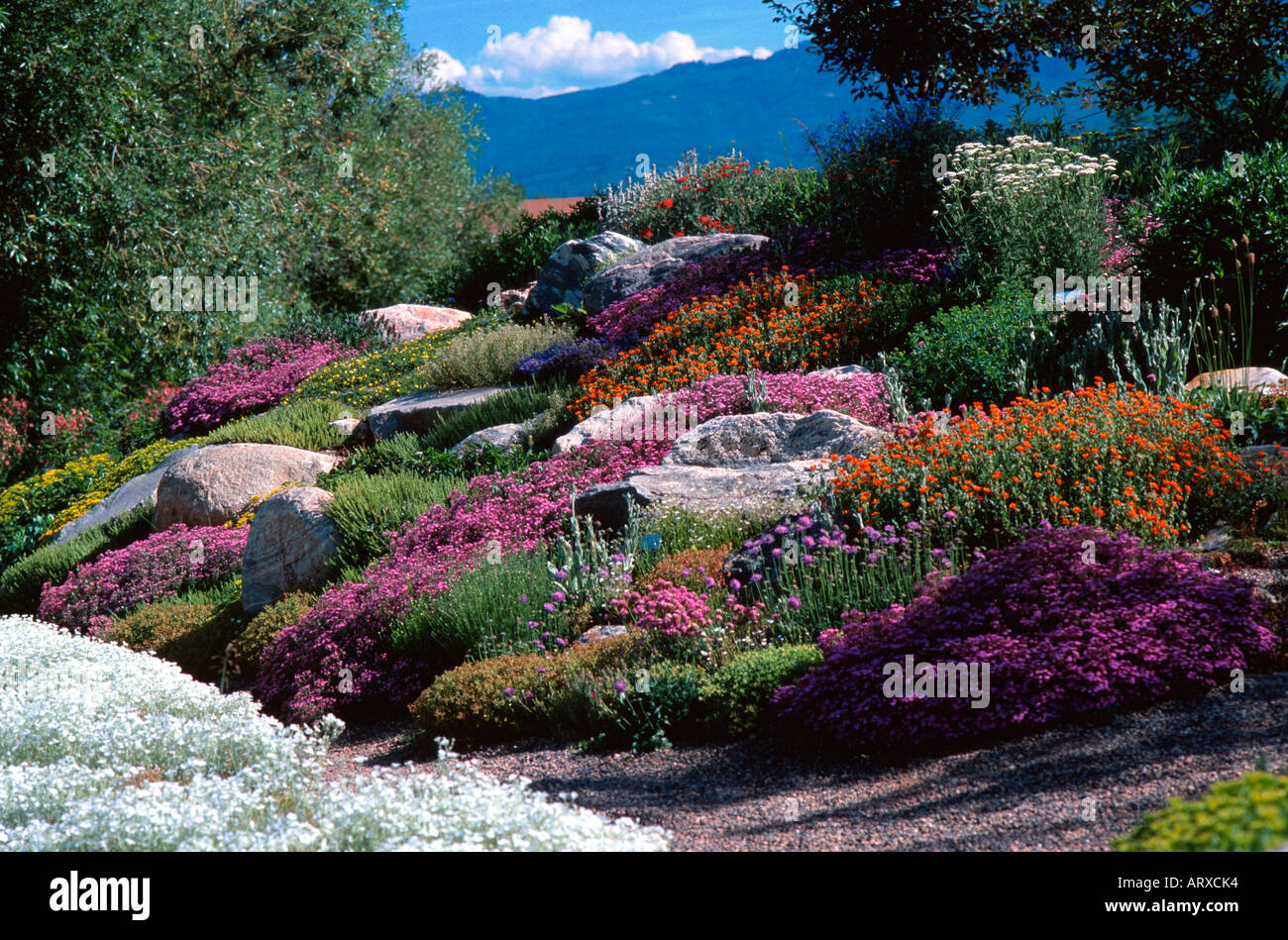Alpine Rock Garden Yampa River Botanic Park Steamboat Springs Colorado USA Stock Photo
