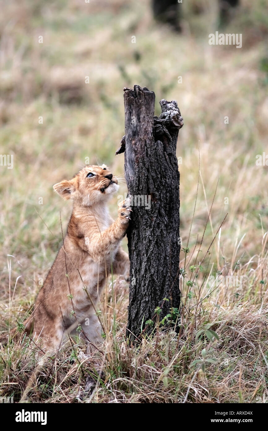 Lion cub playing in the Masai Mara reserve in Kenya Africa Stock Photo