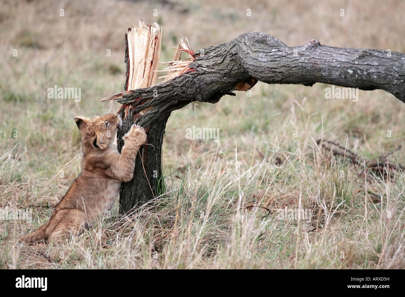 Lion cub playing with broken tree in the Masai Mara reserve in Kenya Africa Stock Photo