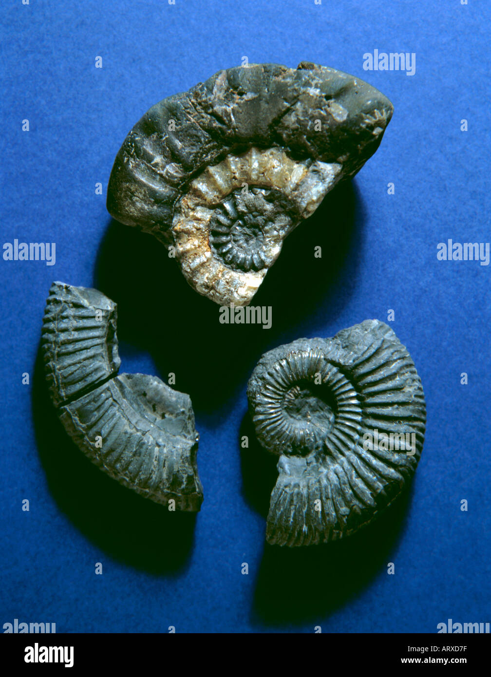 Fossil ammonites in Jurassic limestone, Whitby, North Yorkshire ...