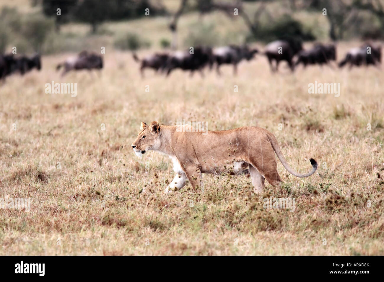 female Lion hunting Wildebeest gnu in the Masai Marra reserve in Kenya Africa Stock Photo