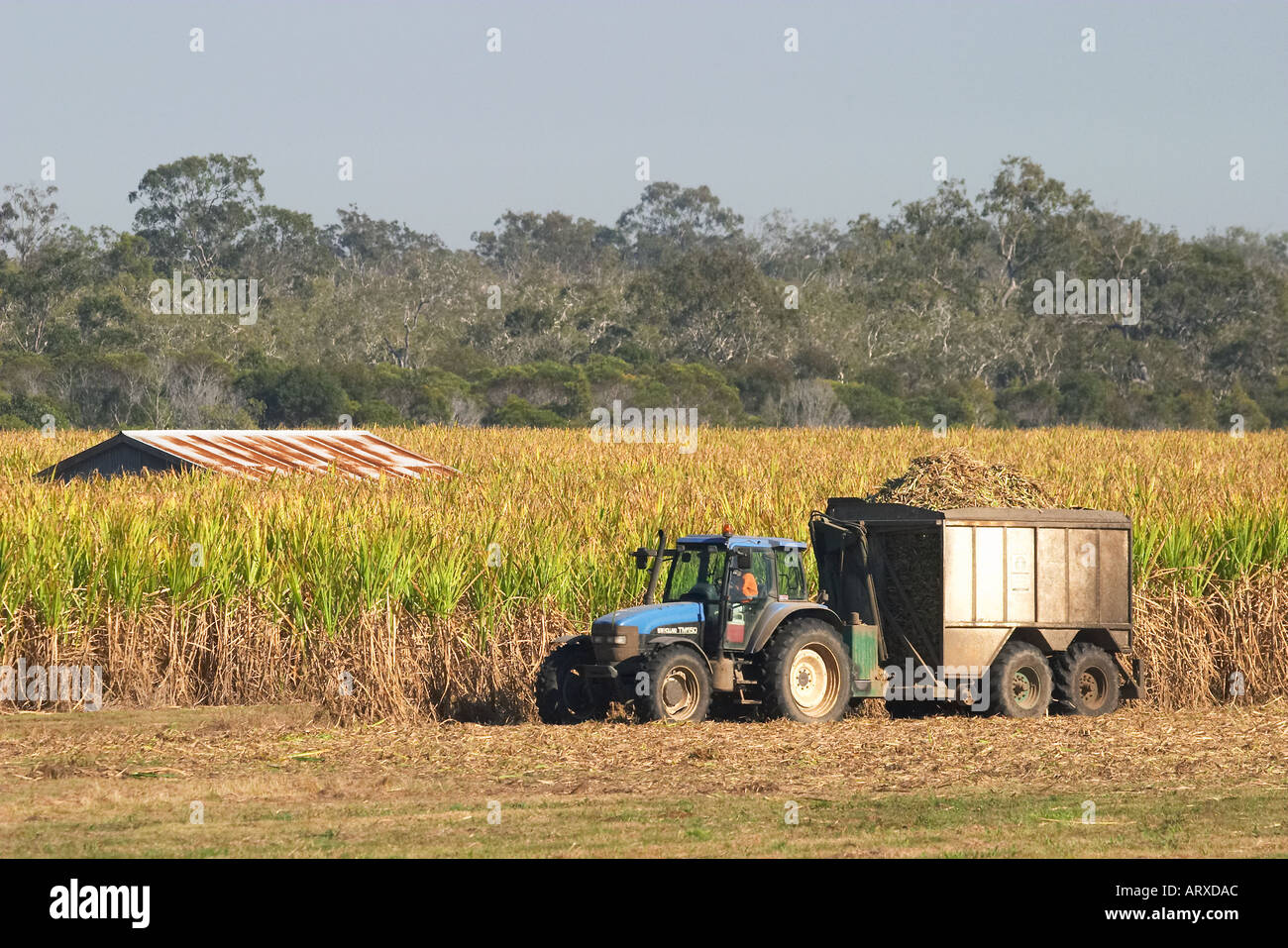Harvesting Sugarcane near Hervey Bay Queensland Australia Stock Photo