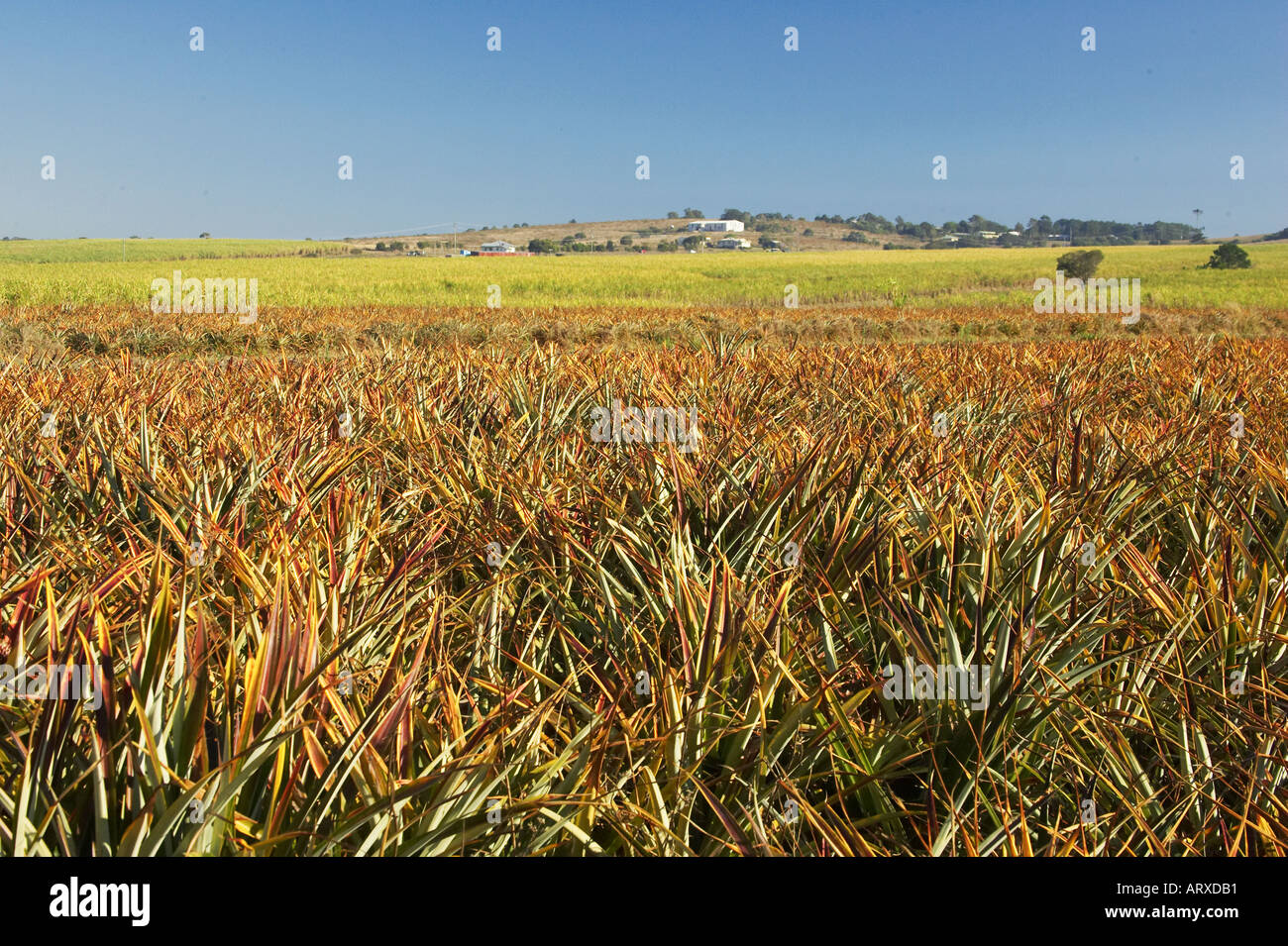 Agriculture pineapple sugarcane hires stock photography and images Alamy