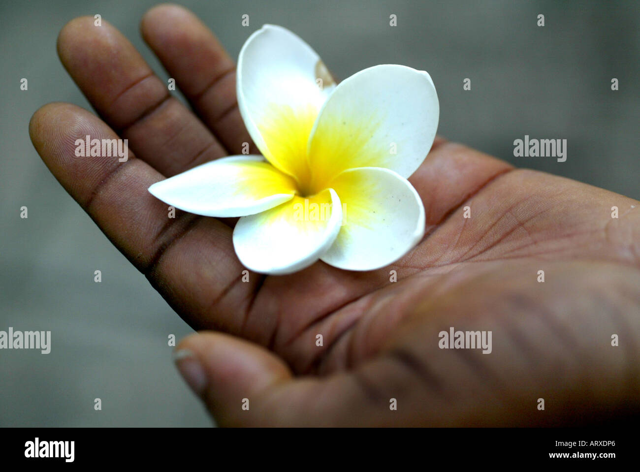 Nigeria flower hi-res stock photography and images - Alamy