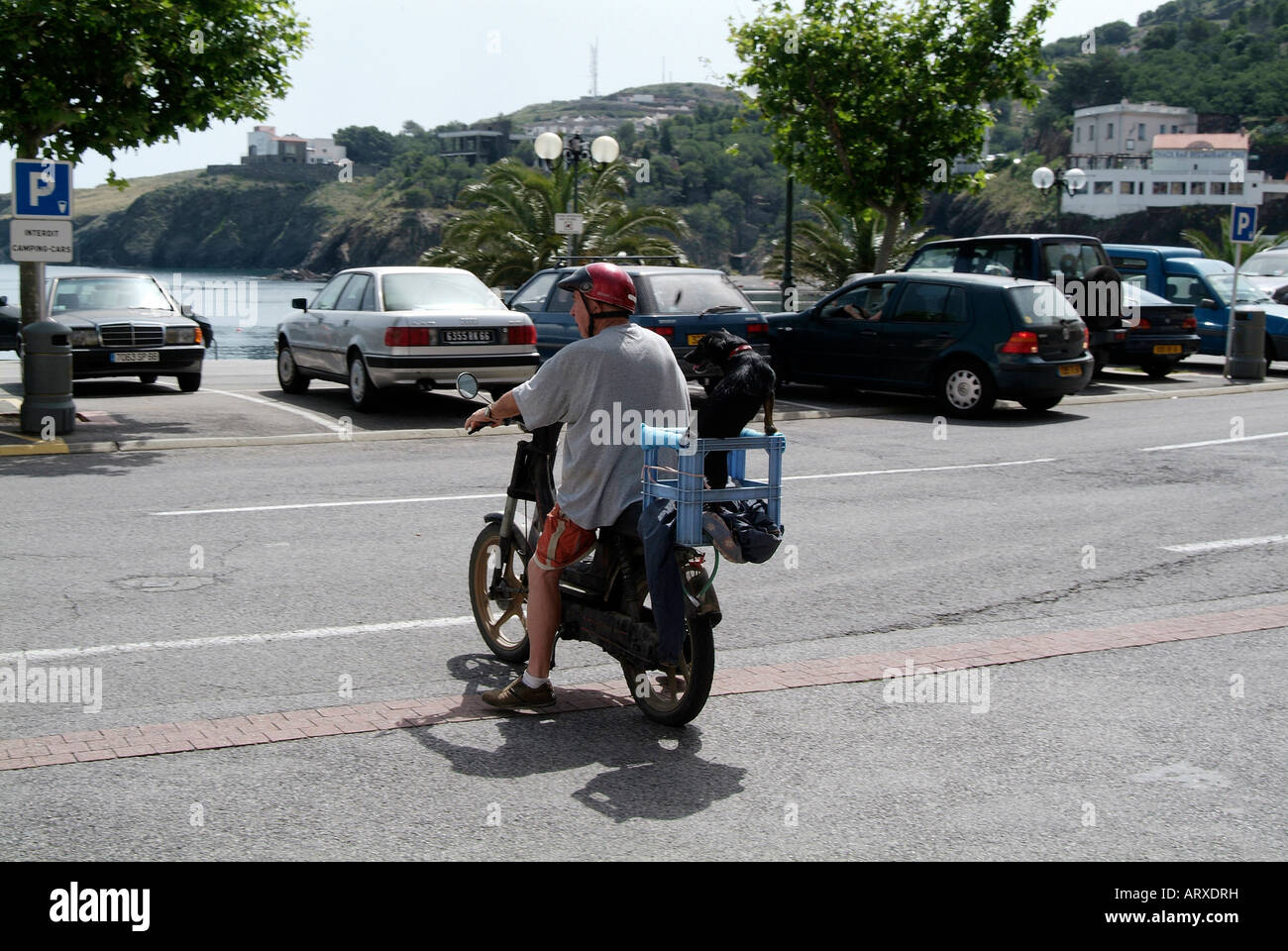 man carrying dog on motorcycle transport canine friend four legged