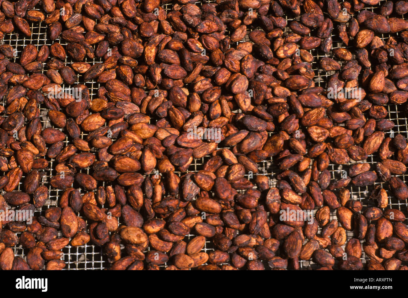 Drying cacao (chocolate) beans; Big Island of Hawaii Stock Photo Alamy