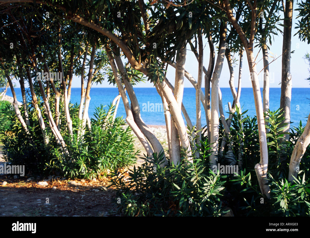 Trees with white bark katelios stock photo alamy