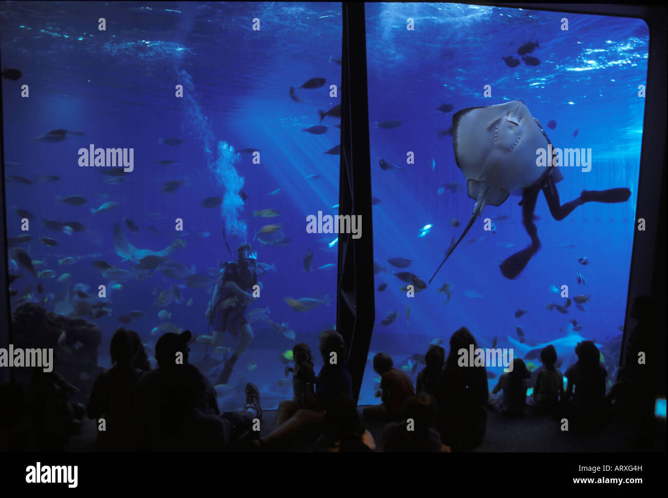 Children and adults watch as scuba divers swim with stingrays, sharks