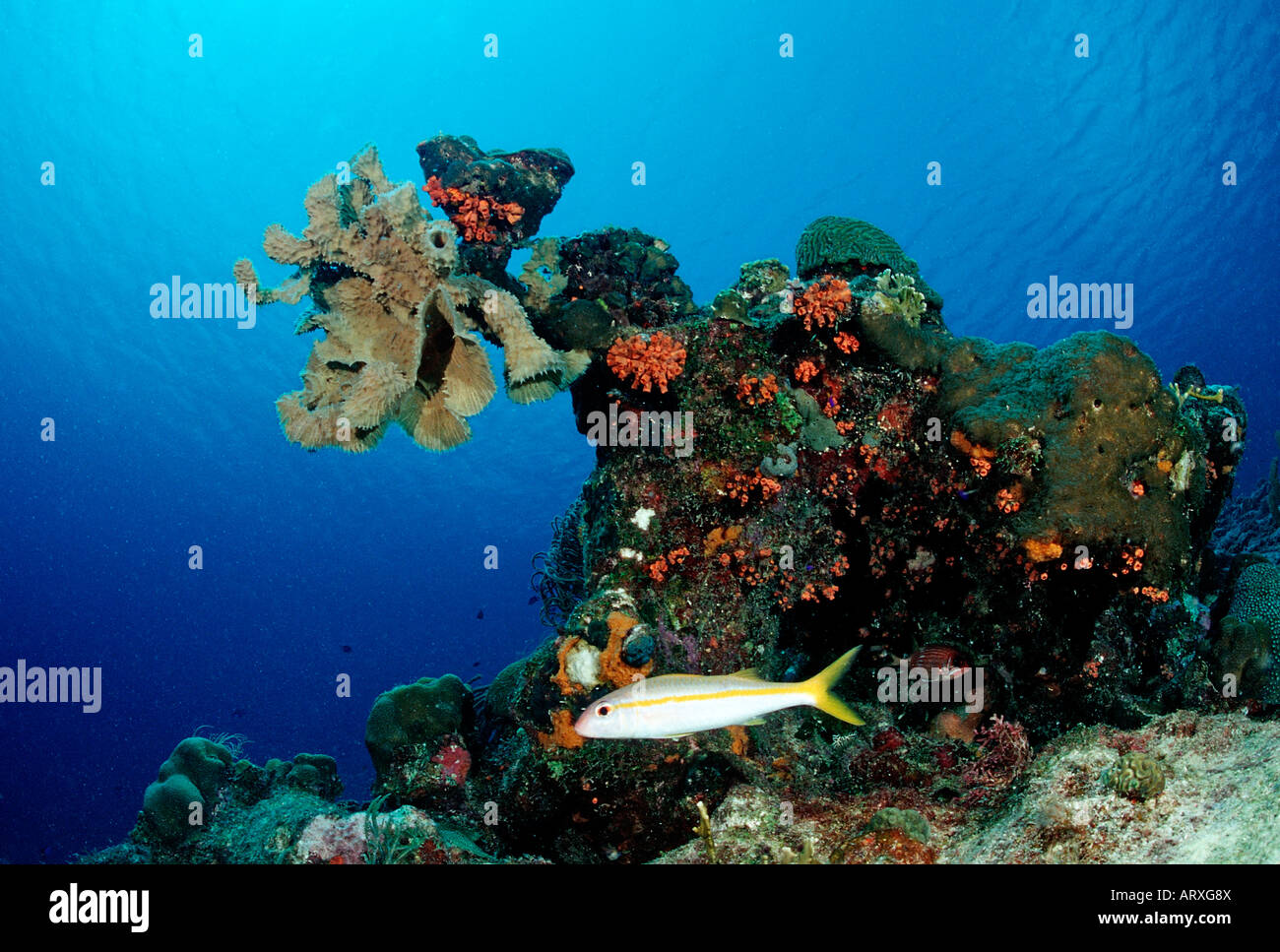 Caribeean Reef Caribbean Sea British Virgin Islands Stock Photo