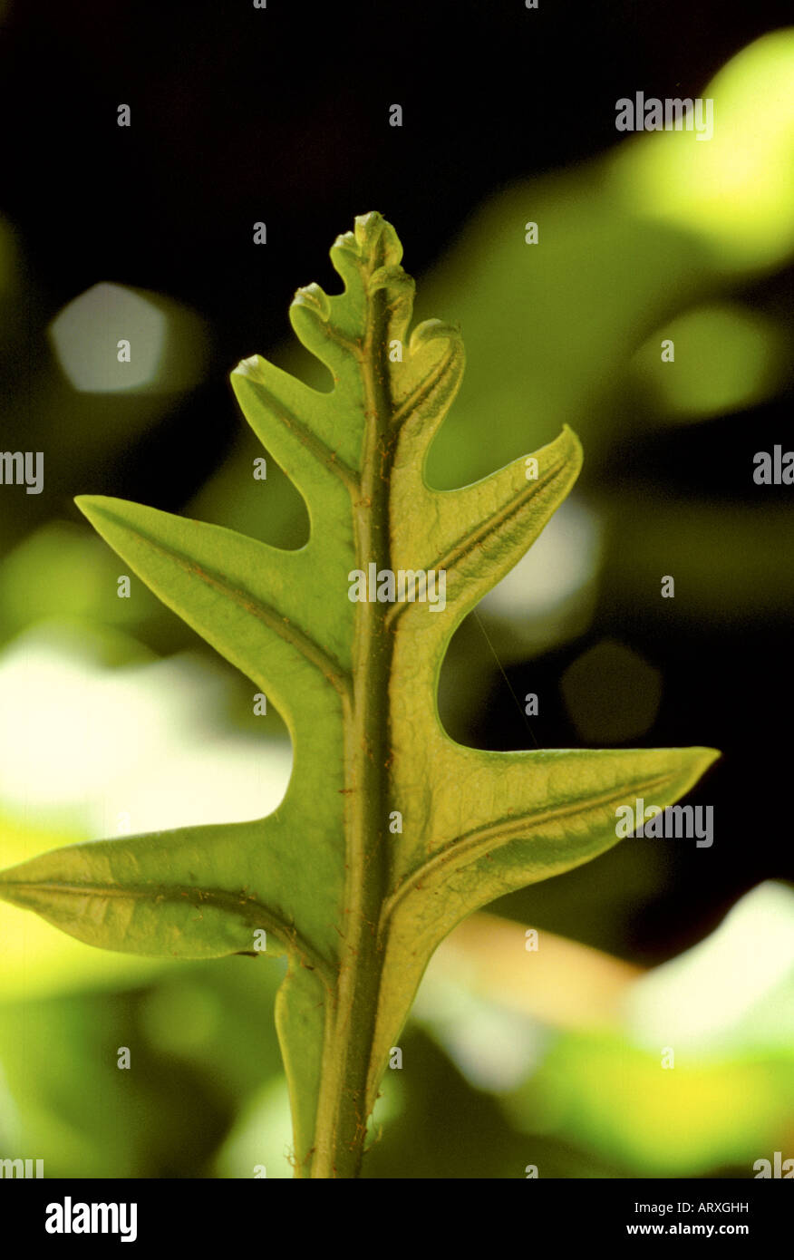 Lauae fern Phymatosorus scolopendria, used in lei making and flower