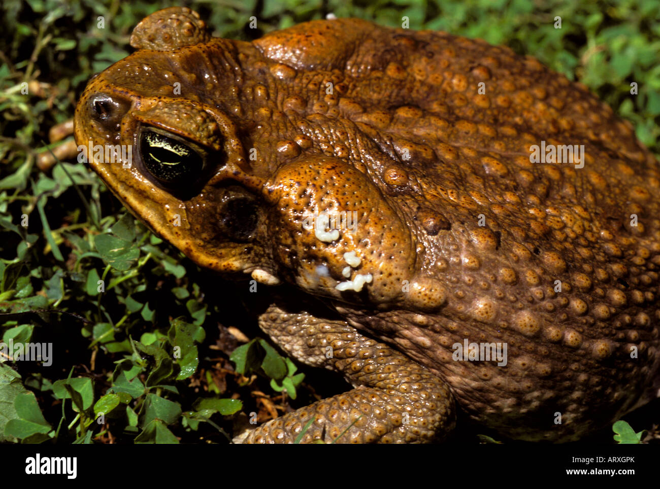 Cane toad poison hires stock photography and images Alamy