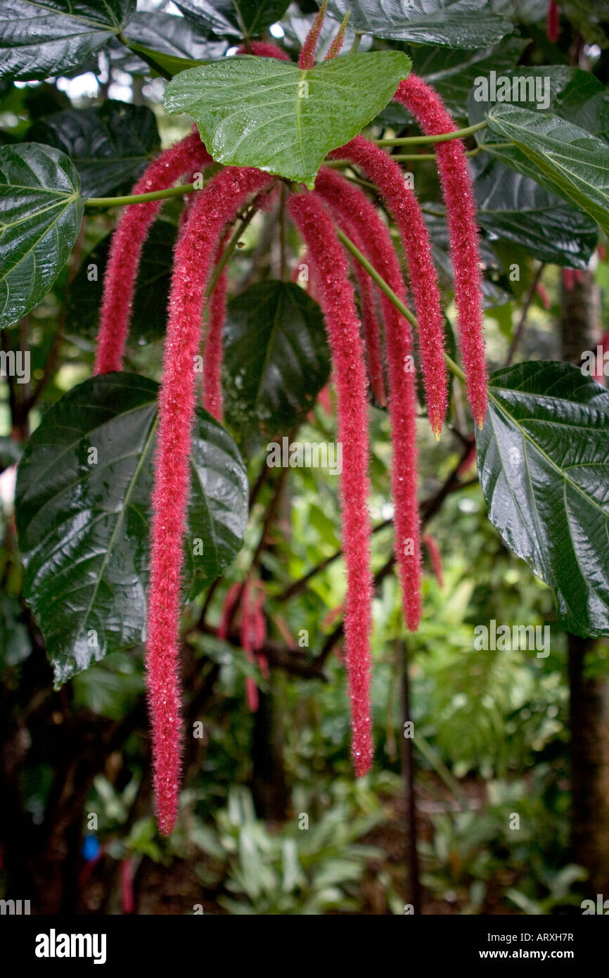 Chenille plant at Waimea valley. (Acalypha hispida Stock Photo Alamy