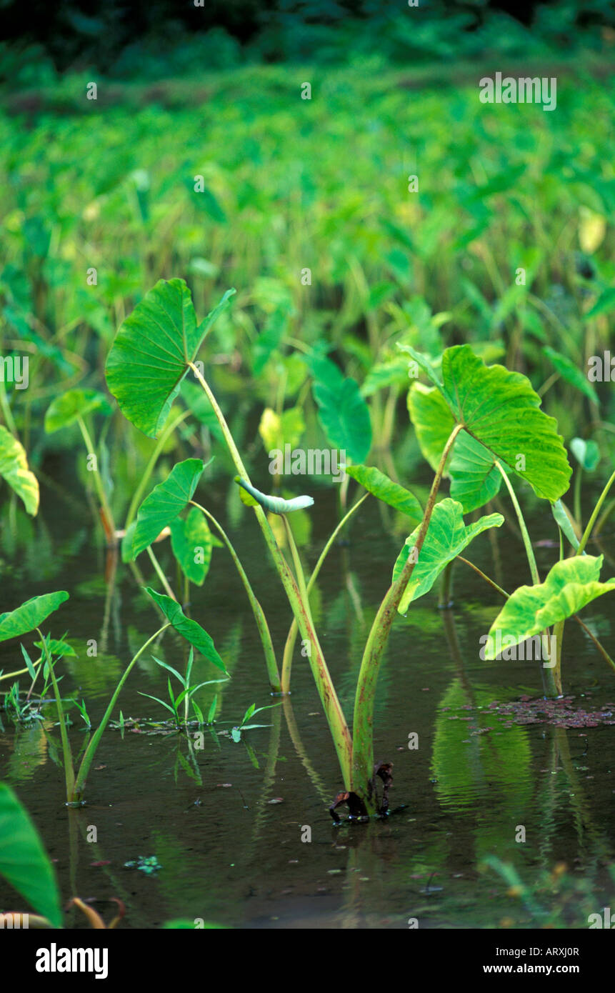 Taro plants growing on a farm in Waipio Valley on the Big Island Stock
