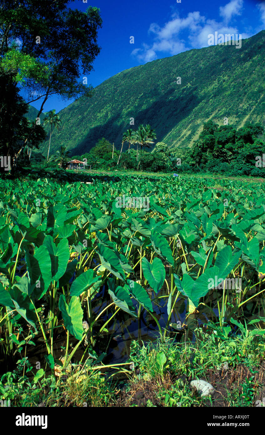 Taro farm in Waipio Valley on the Big Island Stock Photo Alamy