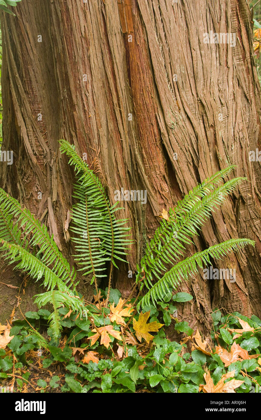 Sword fern at base of western red Thuja plicata cedar tree on Bainbridge Island Washington USA Stock Photo