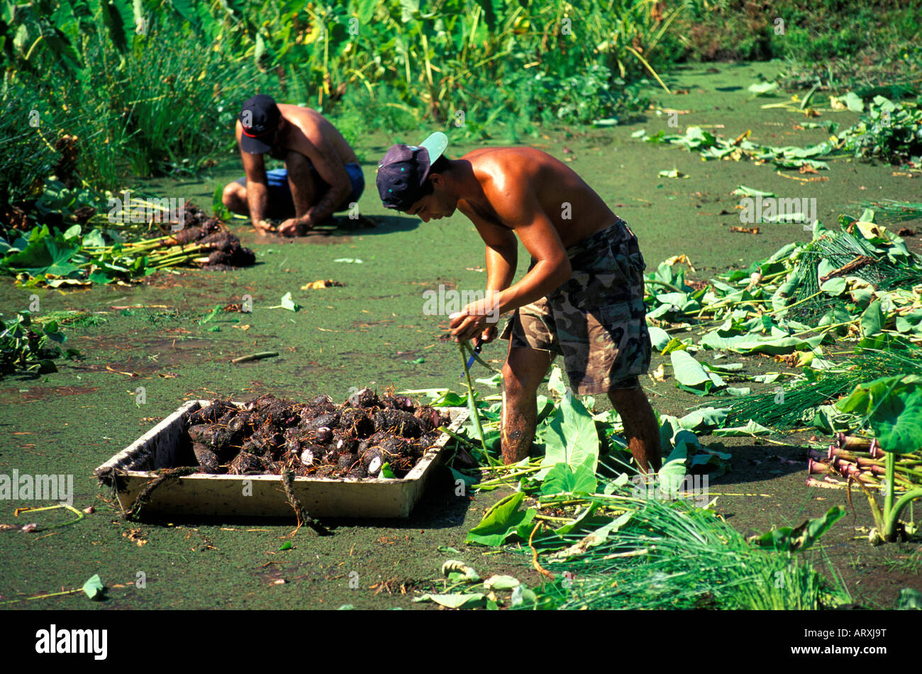 People harvesting taro on a farm in Waipio Valley on the Big Island