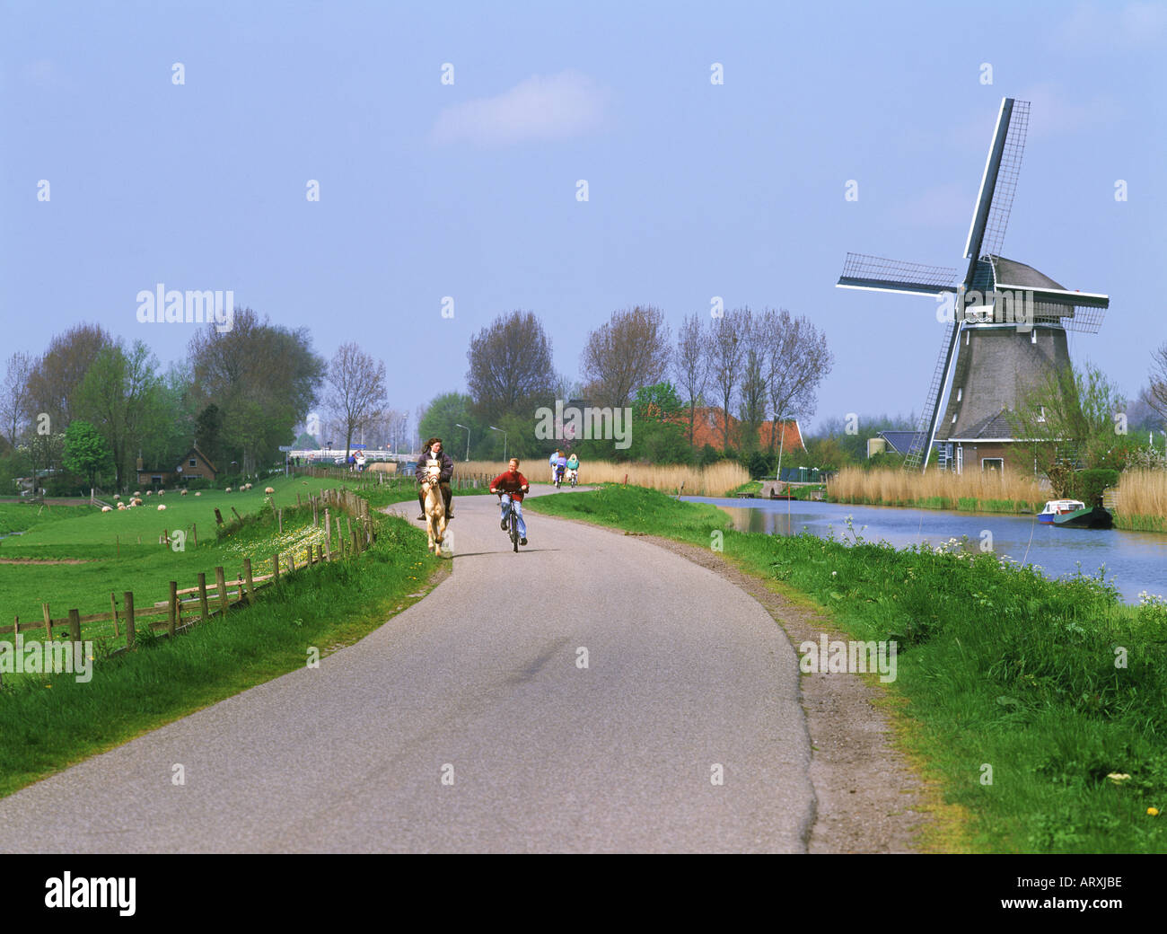 Kids riding horses and bicycles on country road along canal with windmill in Schermerland Holland Stock Photo