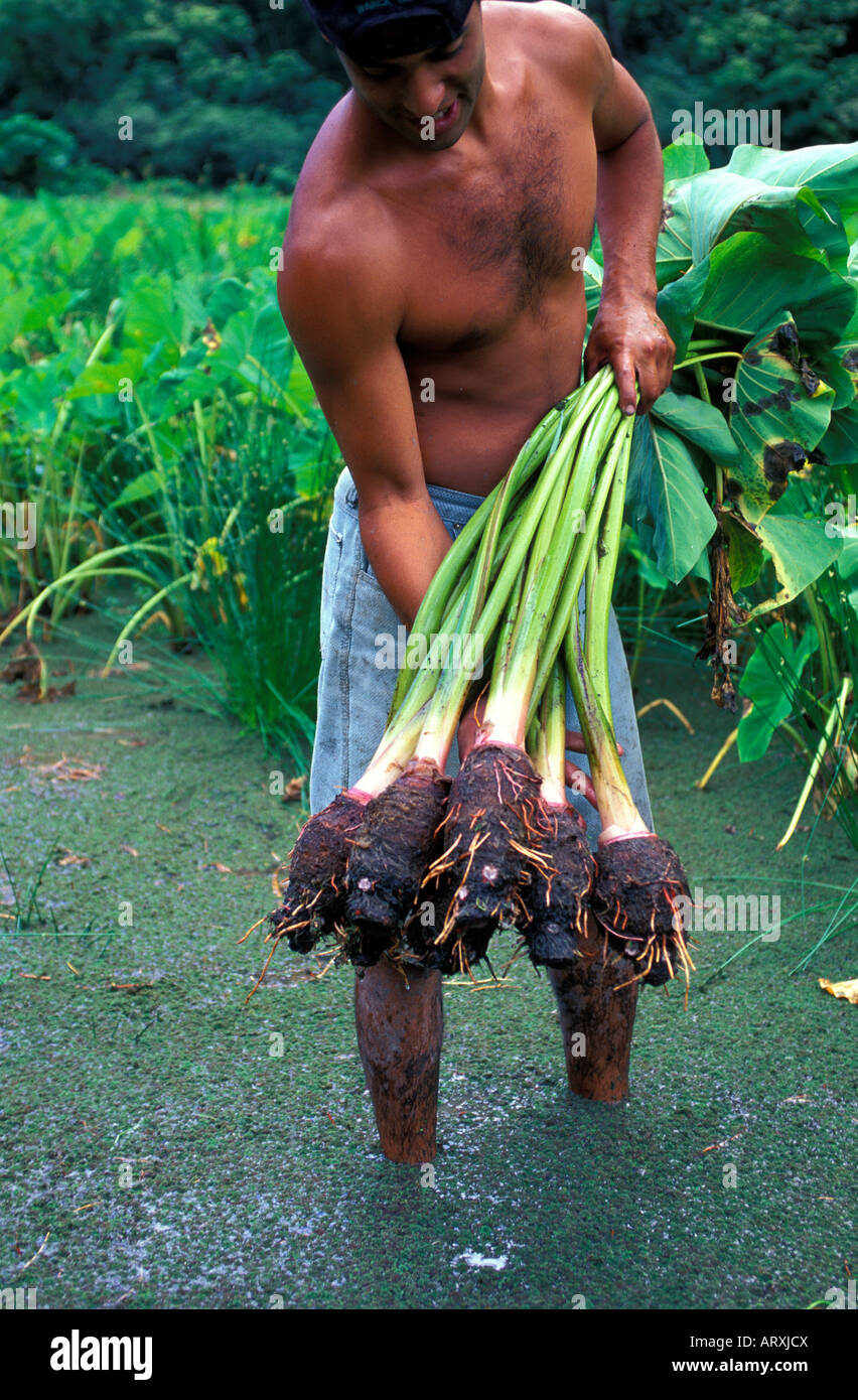 Harvesting taro on a farm in Waipio Valley on the Big Island Stock