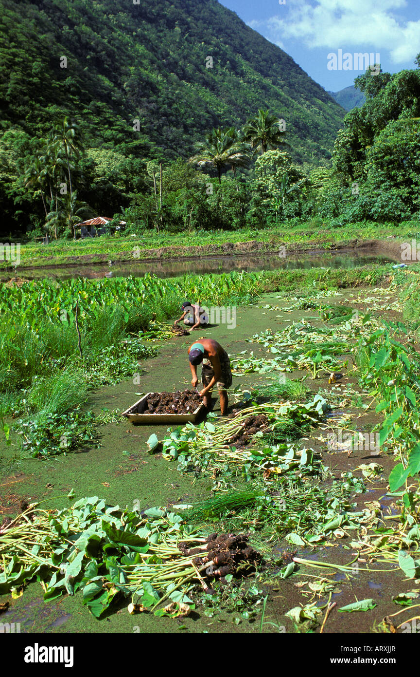 People harvesting taro on a farm in Waipio Valley on the Big Island