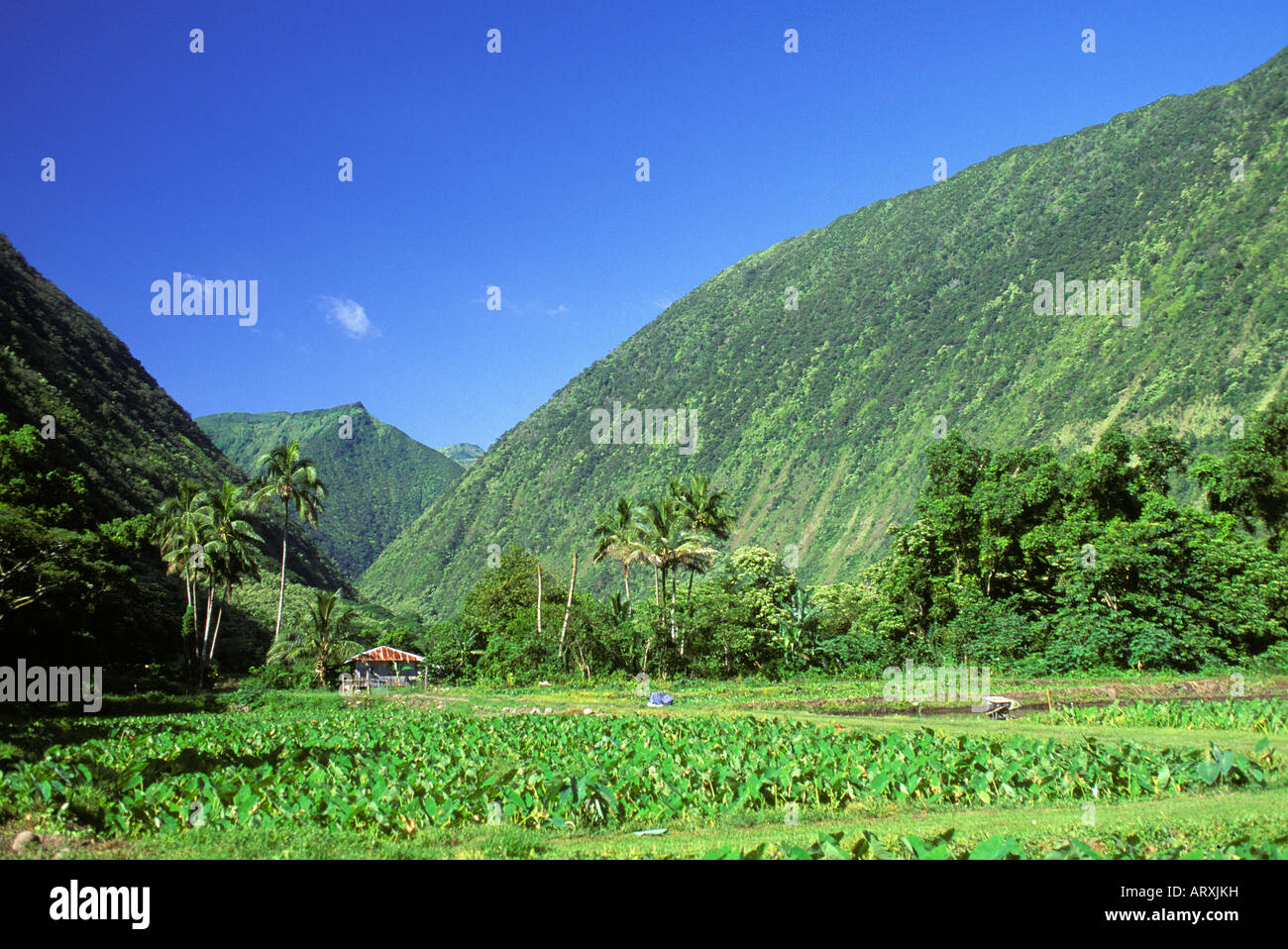 Taro on a farm in Waipio Valley on the Big Island Stock Photo Alamy
