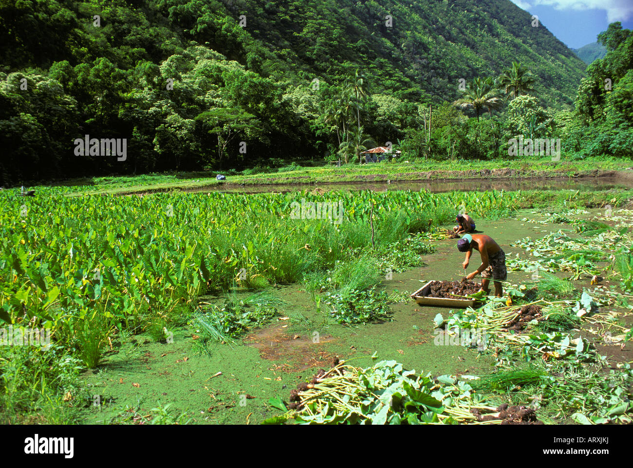 People harvesting taro on a farm in Waipio Valley on the Big Island