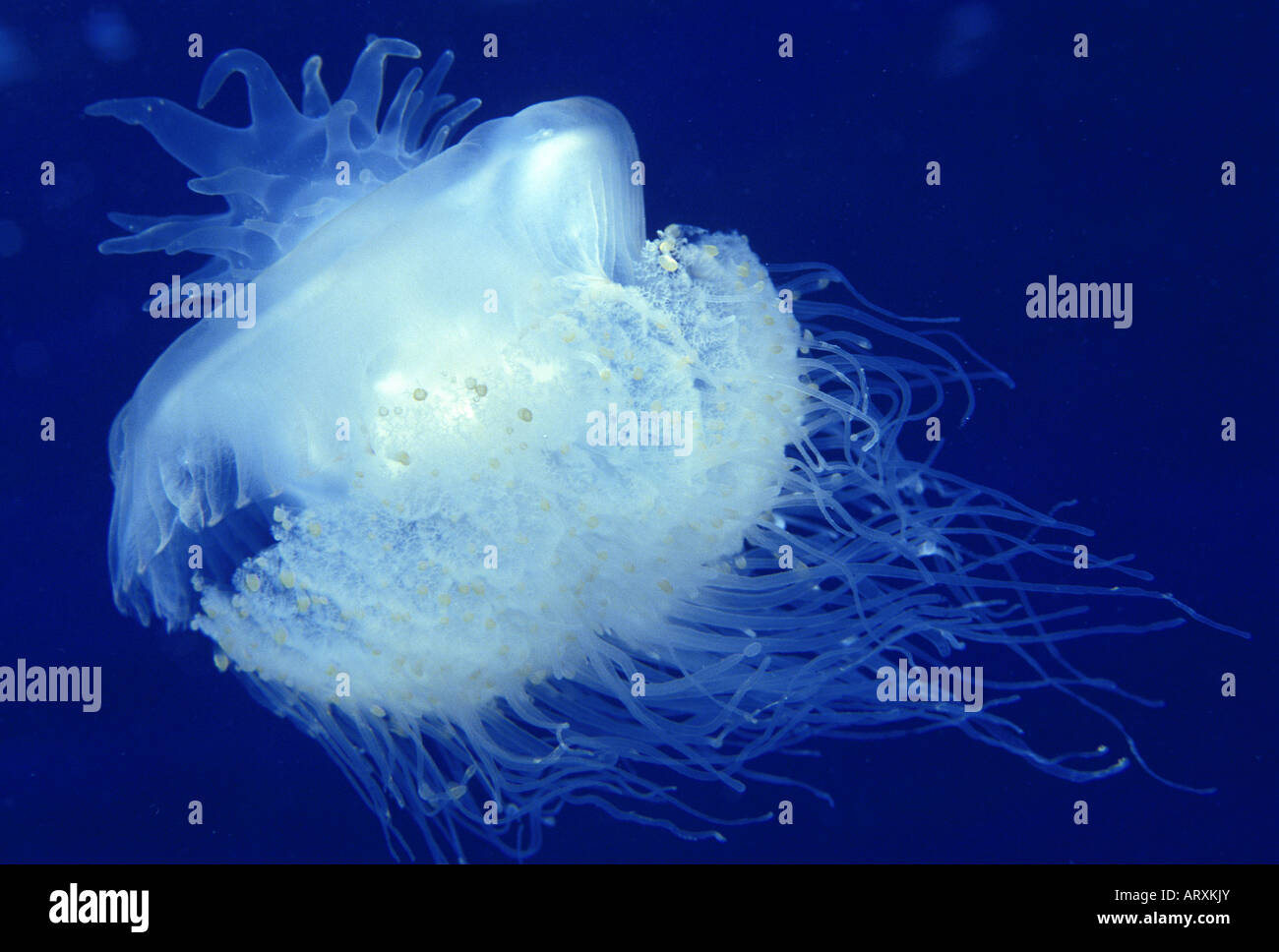 A graceful white jellyfish drifts in a sea of brilliant blue. Stock Photo