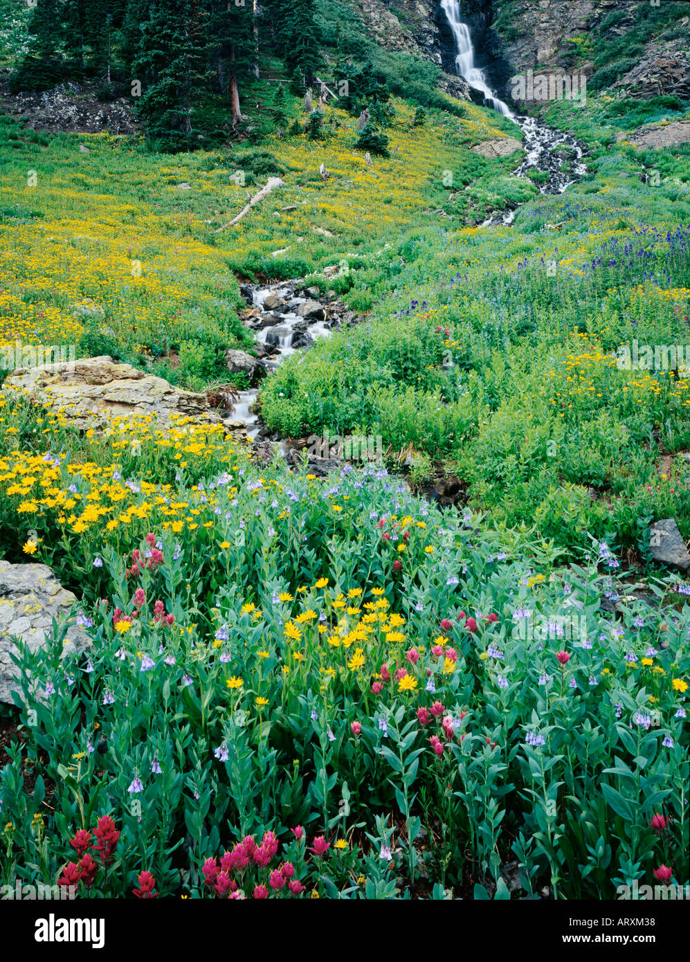 Summer wildflower season along Black Bear Pass Road in Colorado Stock