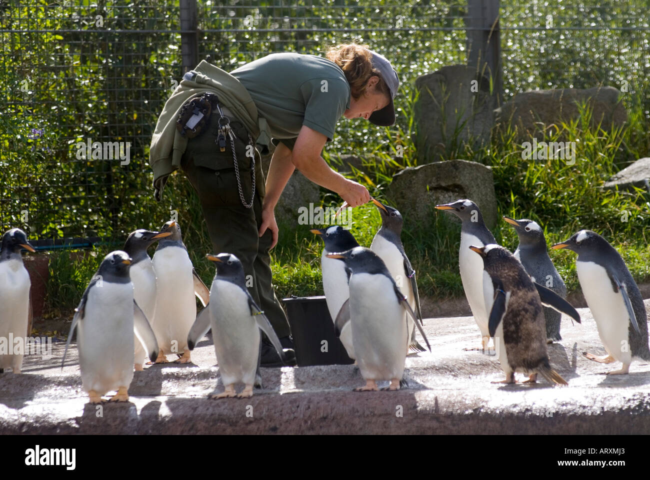 Zoo keeper feeding penguin hires stock photography and images Alamy