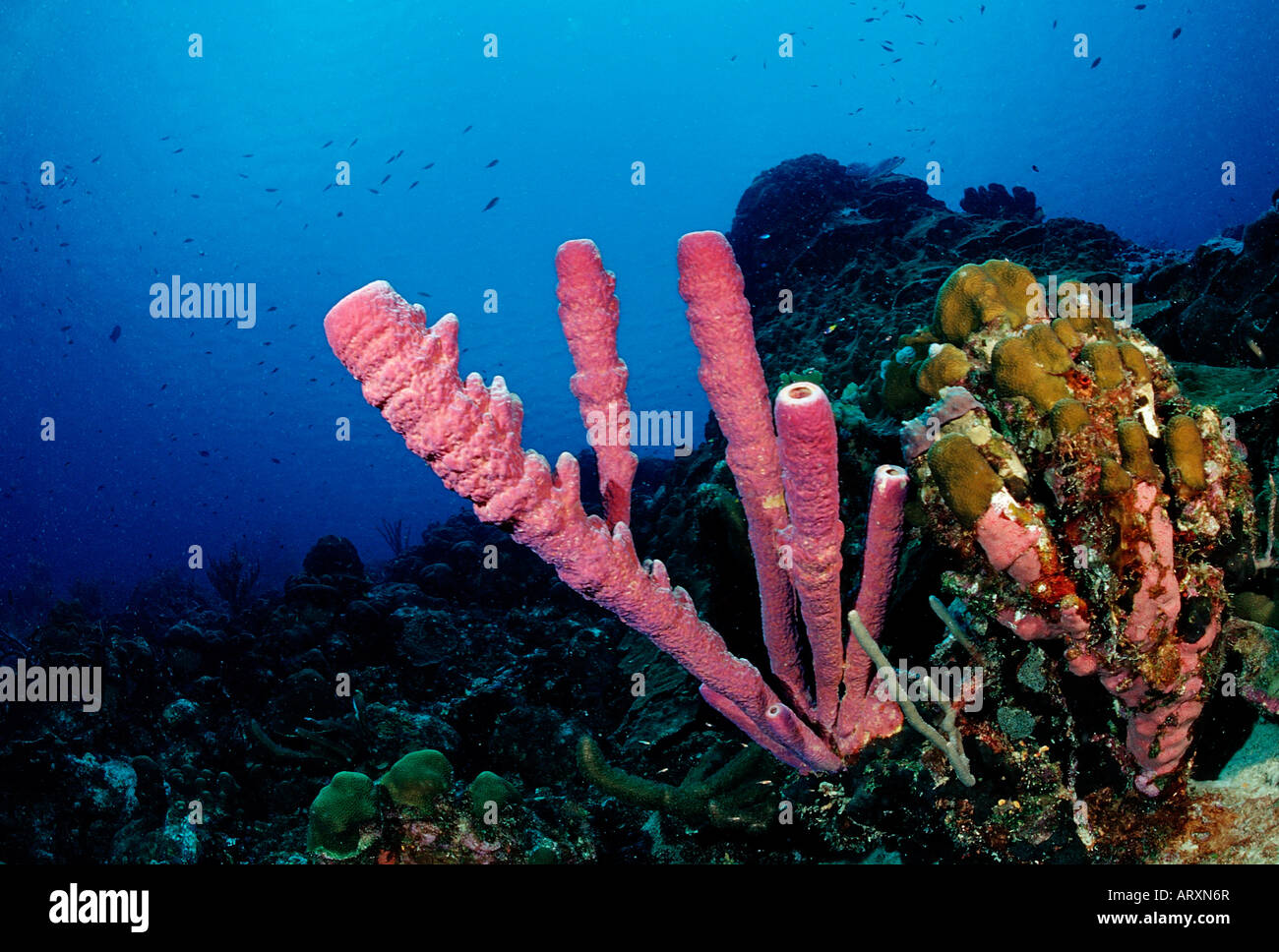 Sponge at Coral Reef Caribbean Sea British Virgin Islands Stock Photo