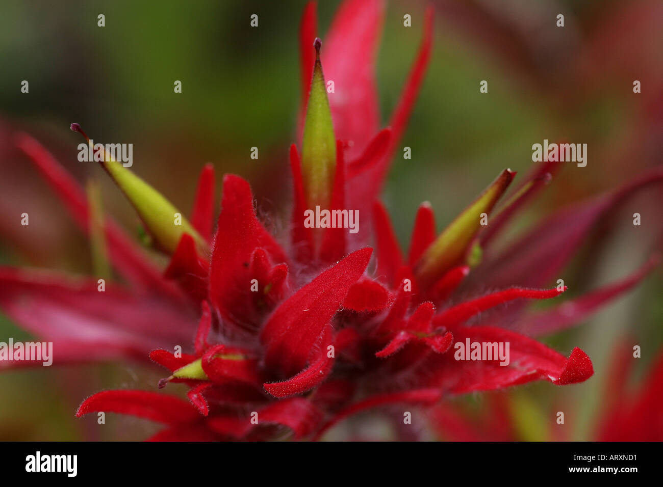 Indian Paintbrush Wildflowers summer in Alberta Stock Photo Alamy