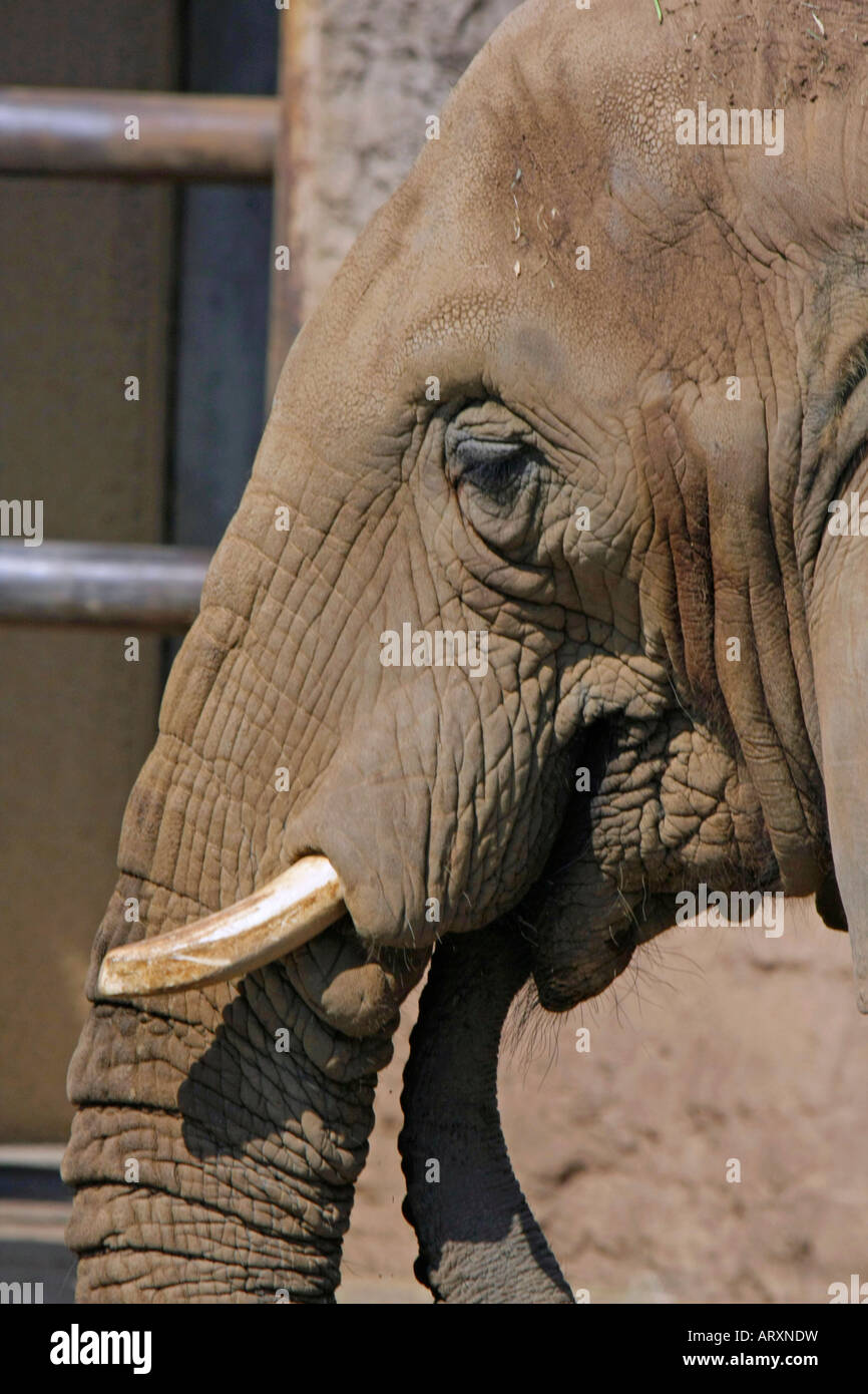 Elephant japan hires stock photography and images Alamy