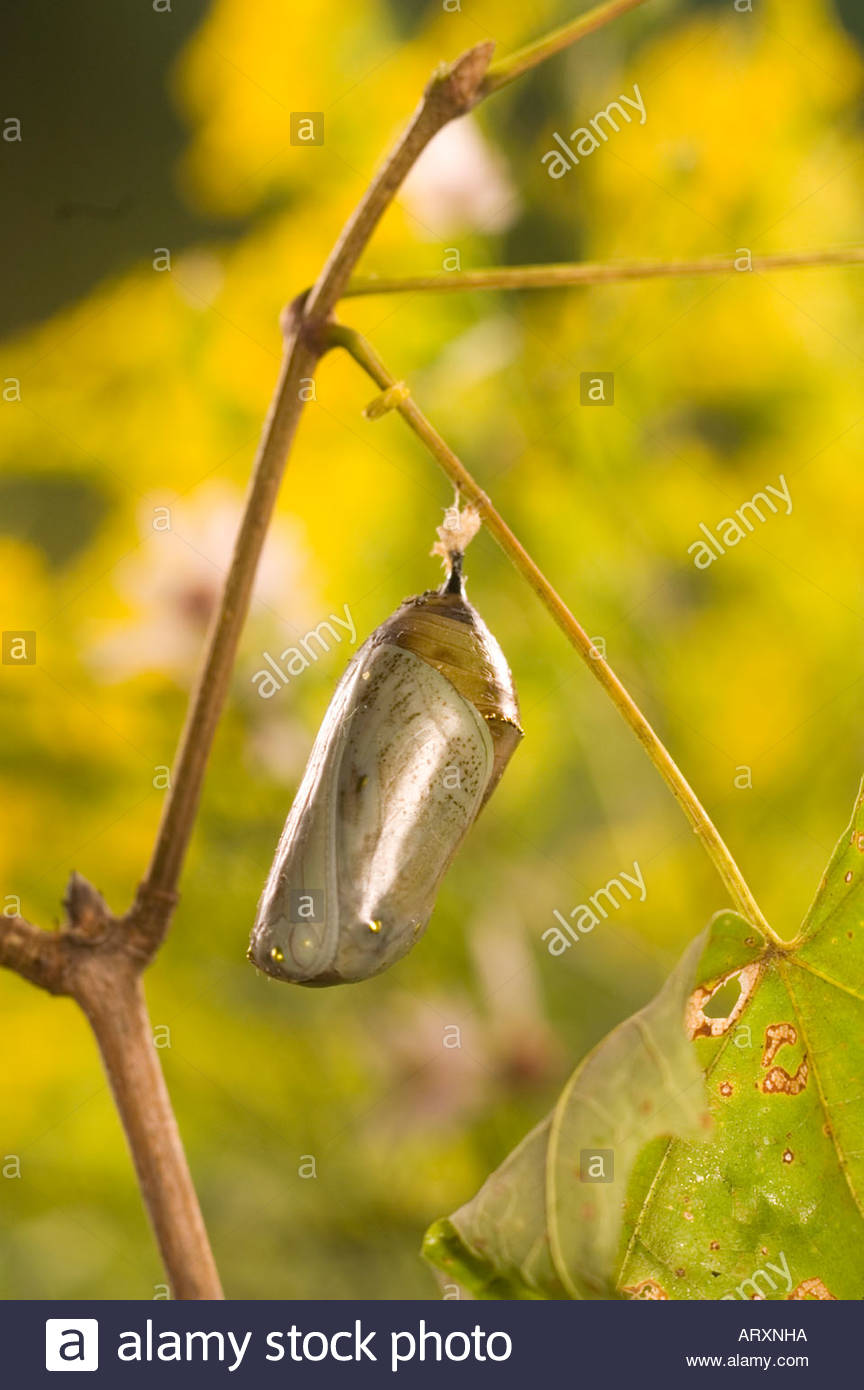 Monarch Butterfly Chrysalis Hatch High Resolution Stock Photography and Images Alamy