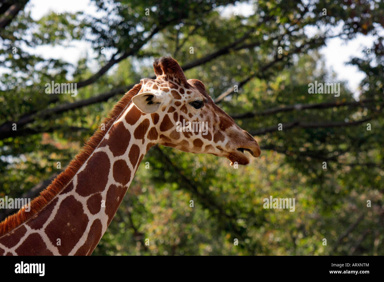 A Giraffe in the Zoo Stock Photo