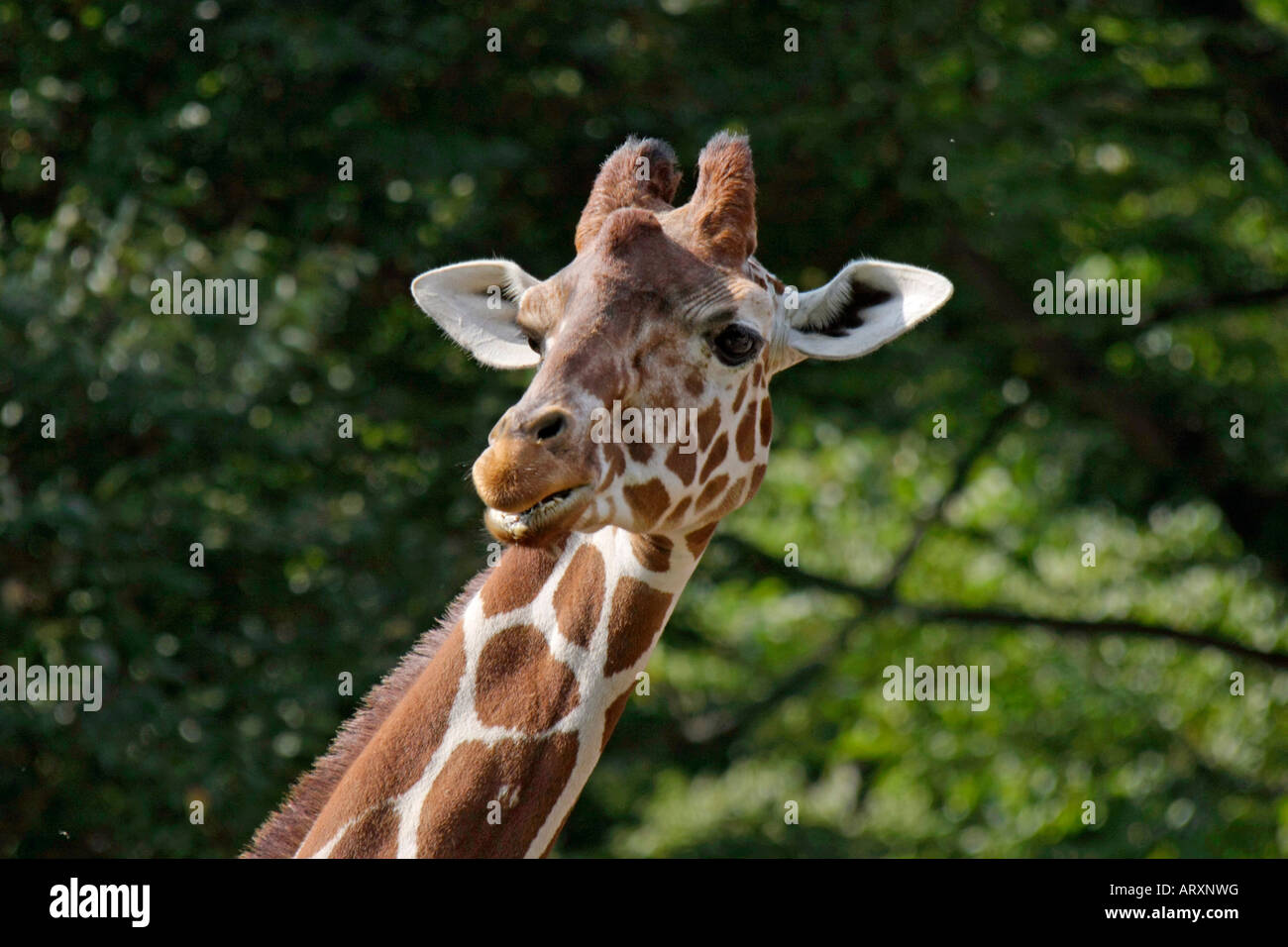 A Giraffe in the Zoo Stock Photo