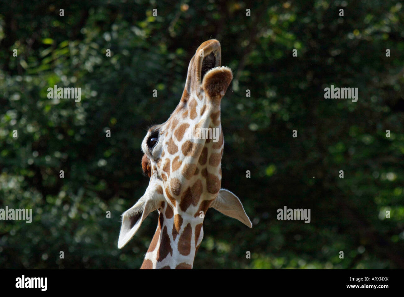 A Giraffe in the Zoo Stock Photo