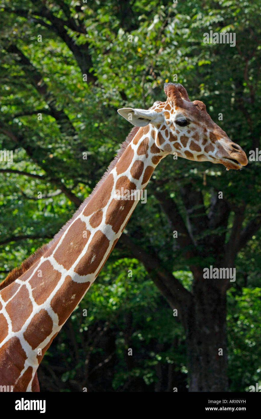 A Giraffe in the Zoo Stock Photo