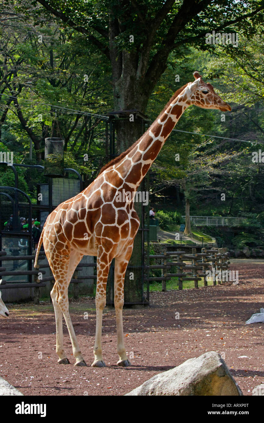 A Giraffe in the Zoo Stock Photo