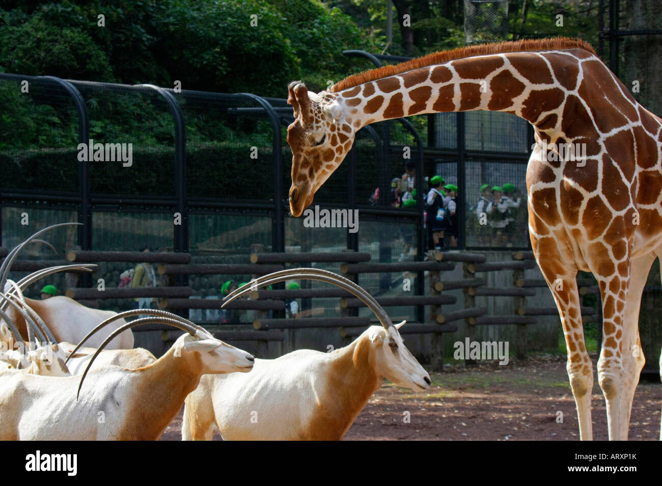 Giraffe and Oryx dammah in the Zoo Stock Photo