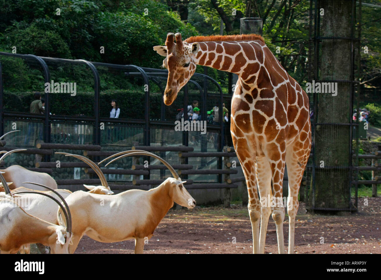 Giraffe and Oryx dammah in the Zoo Stock Photo