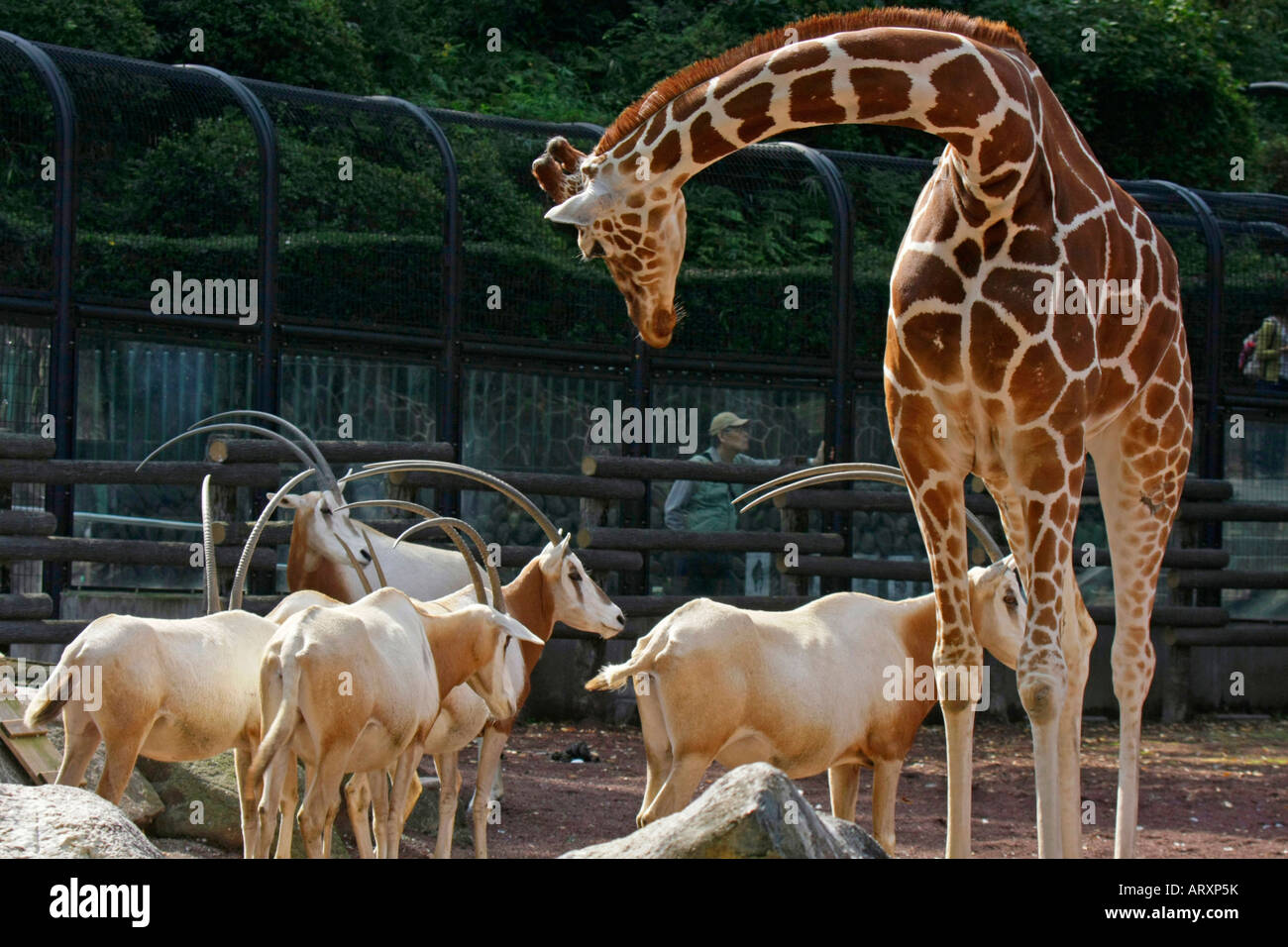 Giraffe and Oryx dammah in the Zoo Stock Photo