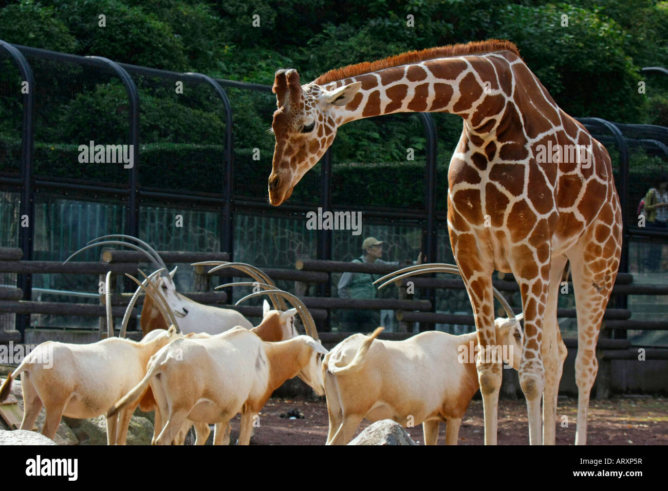 Giraffe and Oryx dammah in the Zoo Stock Photo