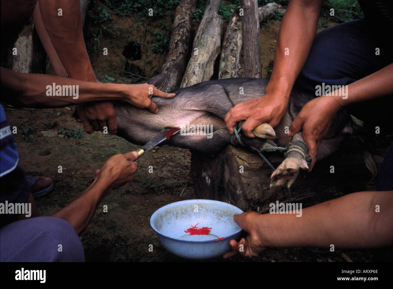Slaughtering of a pig as a part of Laotian funeral ceremony near Vang Vieng in Laos 2004 Stock Photo